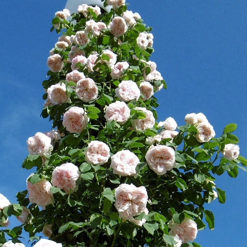 f64费加罗夫人青莲居欧洲月季1加仑灌木欧月四季花卉