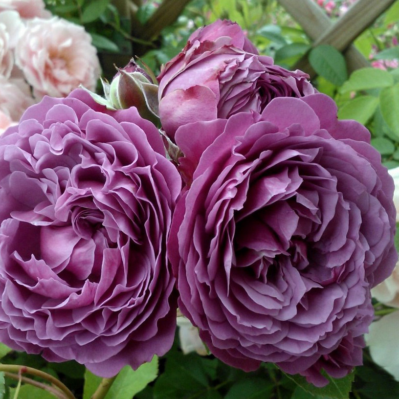 k36香水花环parfumflowercircus青莲居灌木月季阳台观叶