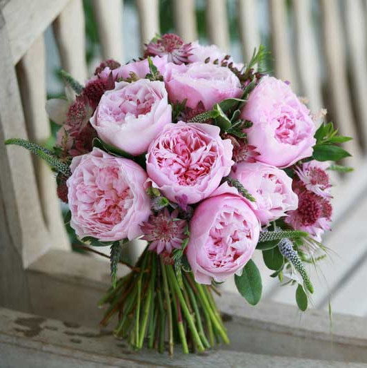 a304罗莎琳德青莲居奥斯丁切包扦插花苗大花浓香灌木花卉