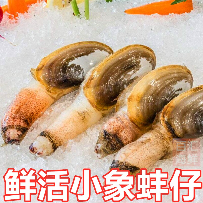 仔蚌铁板烧铁板火锅象鼻蛤小象拔蚌北海小象3-5条象拔蚌