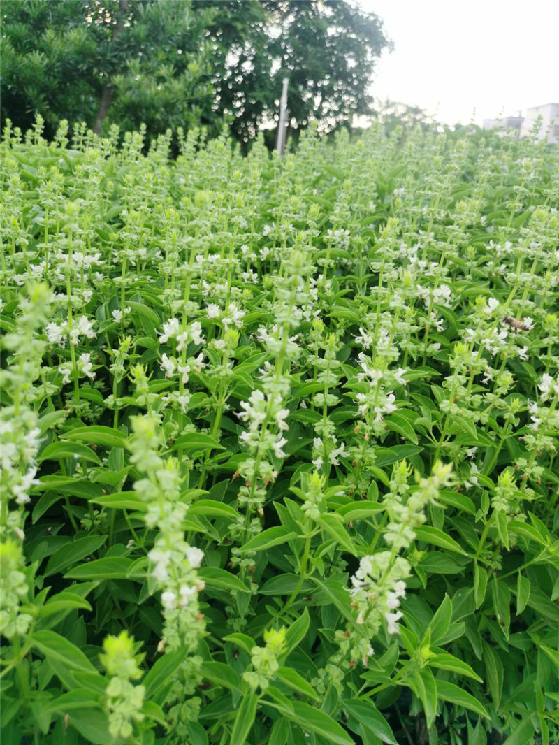 金不换九层塔罗勒厨房做菜食用香料植物盆栽包邮绿植