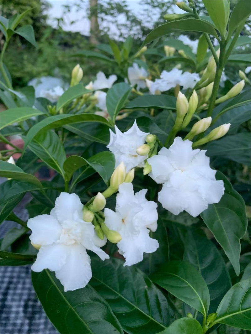 秋香香花带花阳台芳香盆栽重瓣狗牙花庭庭院花卉