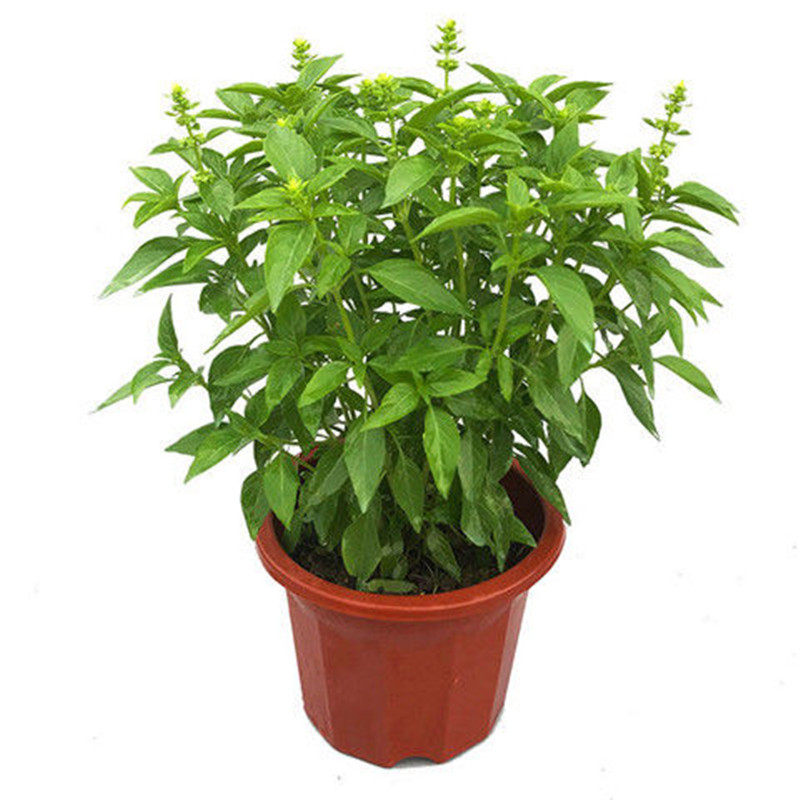 金不换九层塔罗勒厨房做菜食用香料植物盆栽包邮绿植