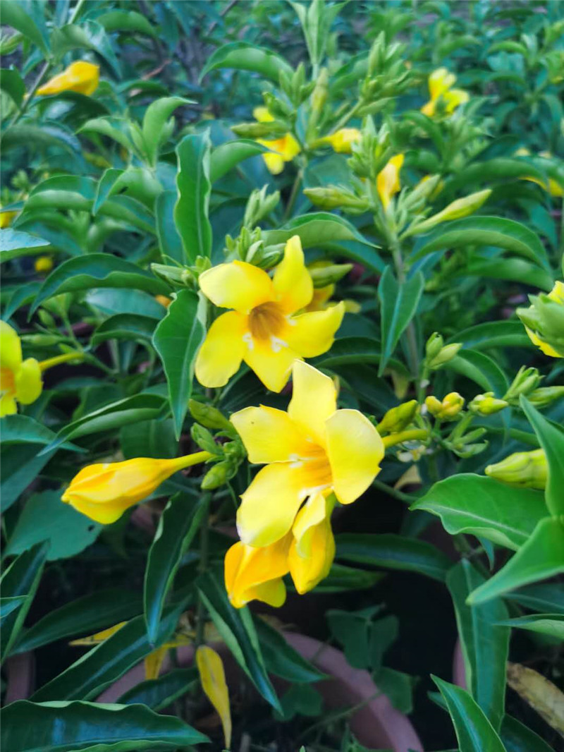 软枝带花盆栽黄金蝉金蝉常绿灌木黄婵花四季开花花卉