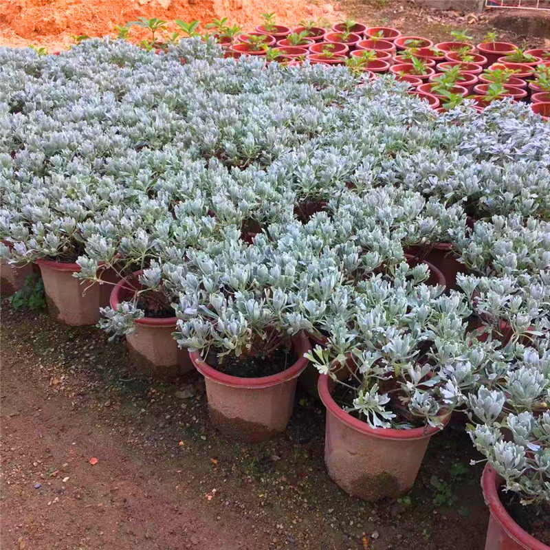 带花玉芙蓉千年艾阳台室内外盆栽香芙蓉菊叶似雪居家绿植