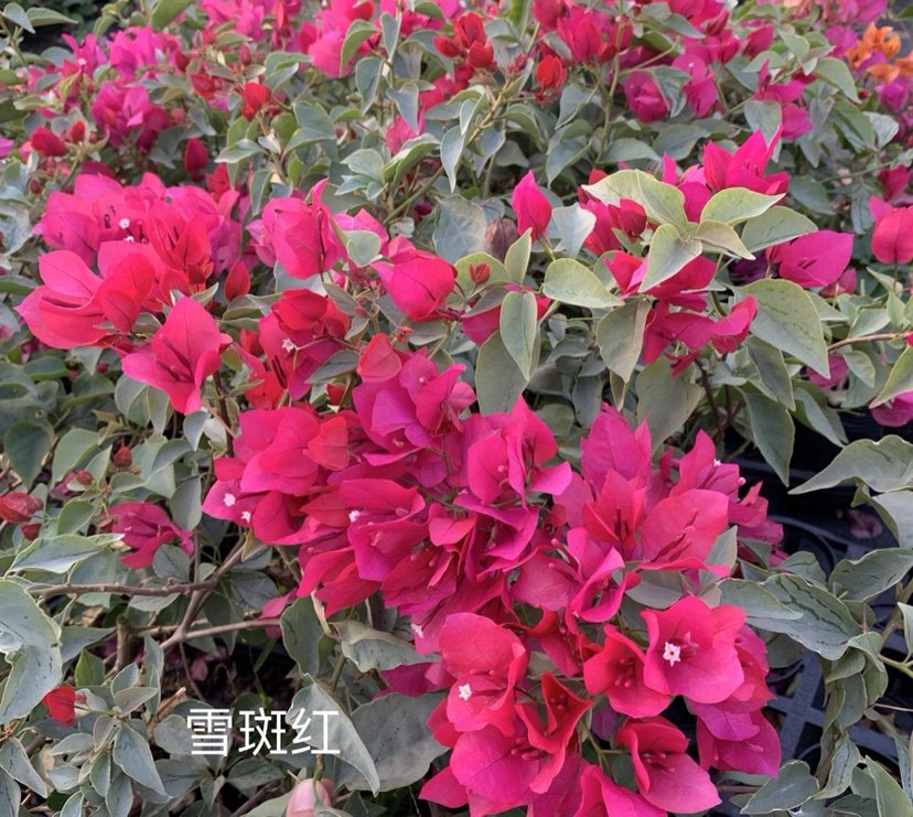 雪斑红 三角梅 扦插苗 (有苗情图)推荐勤花品种