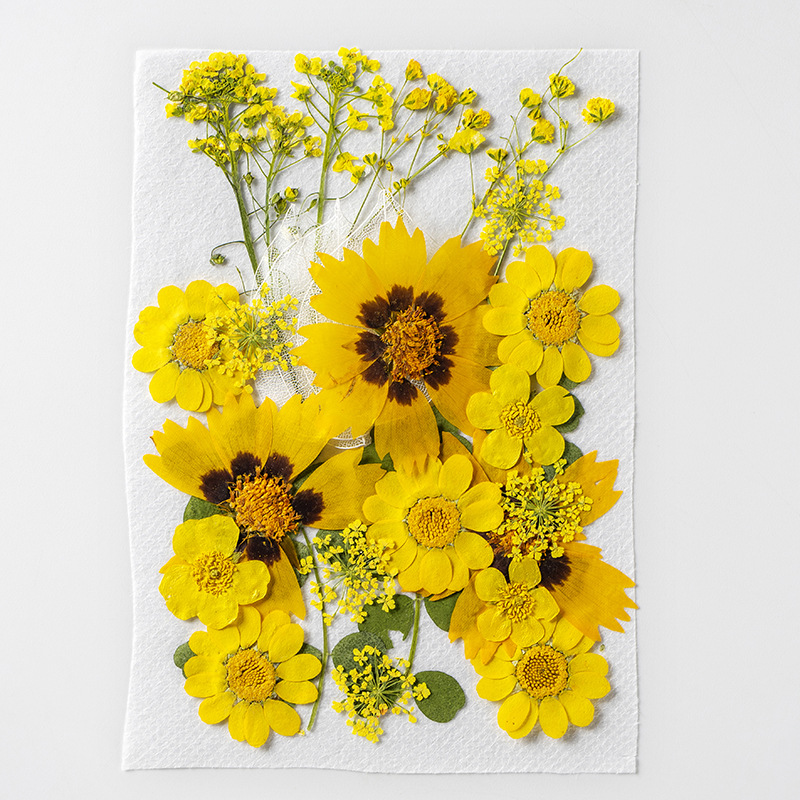 树叶植物标本幼儿园手工贴画diy干花压花贴脸干花