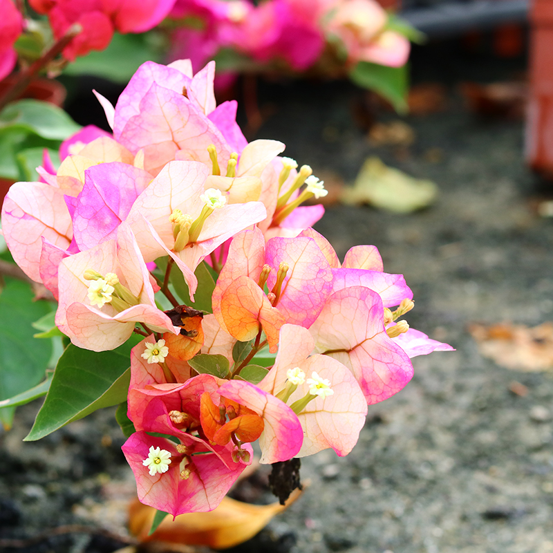 印度画报三角梅每次开花都不一样庭院阳台比较懒比较惊艳的花卉