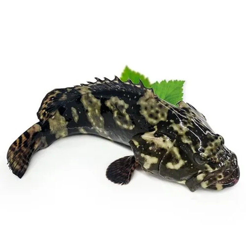 海鲜900克北京闪送鲜活老虎斑斑石斑鱼活体龙胆斑鱼