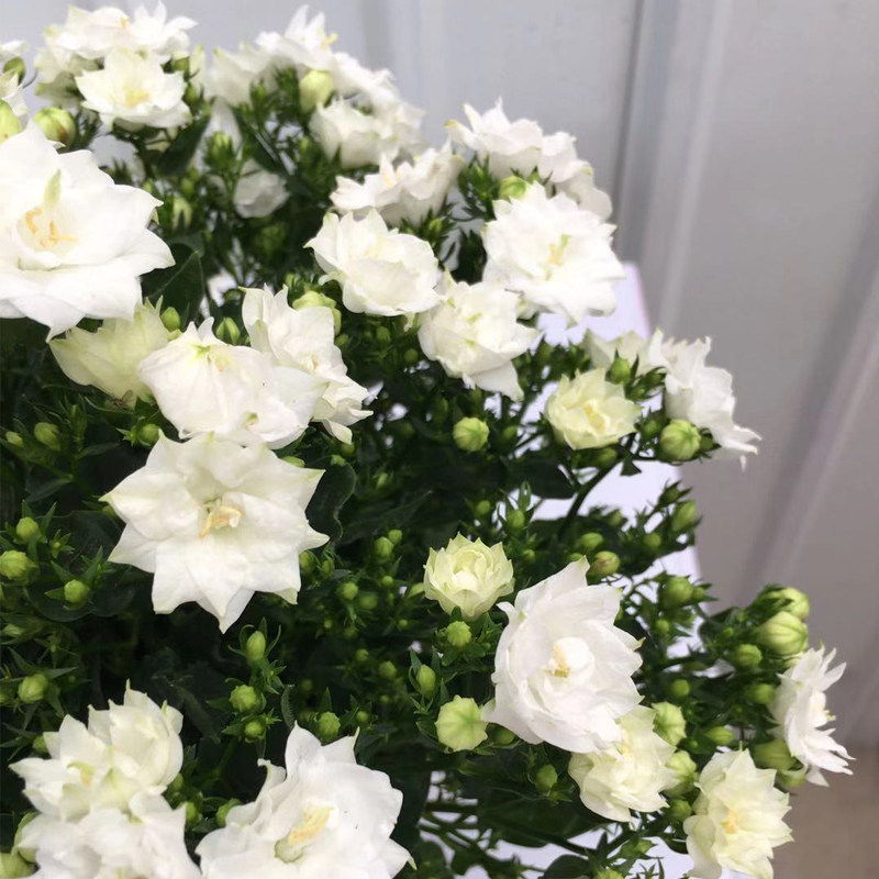 丹麦风铃花盆盆栽花苞四季开花重瓣风铃草室内时令草本花卉