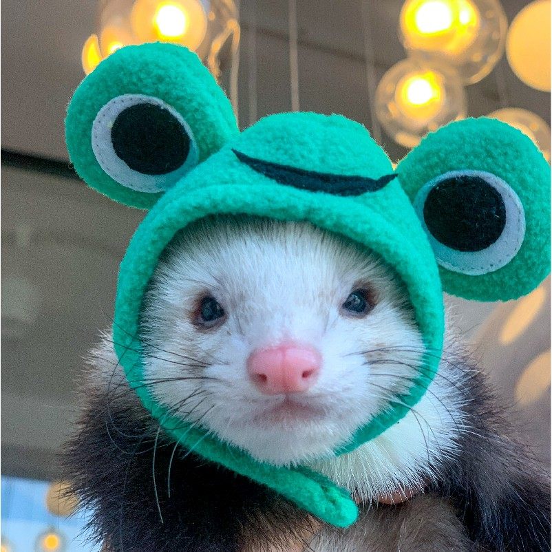 安格鲁貂包小龙雪儿马雪儿服饰品超萌雪貂衣服宠物帽子