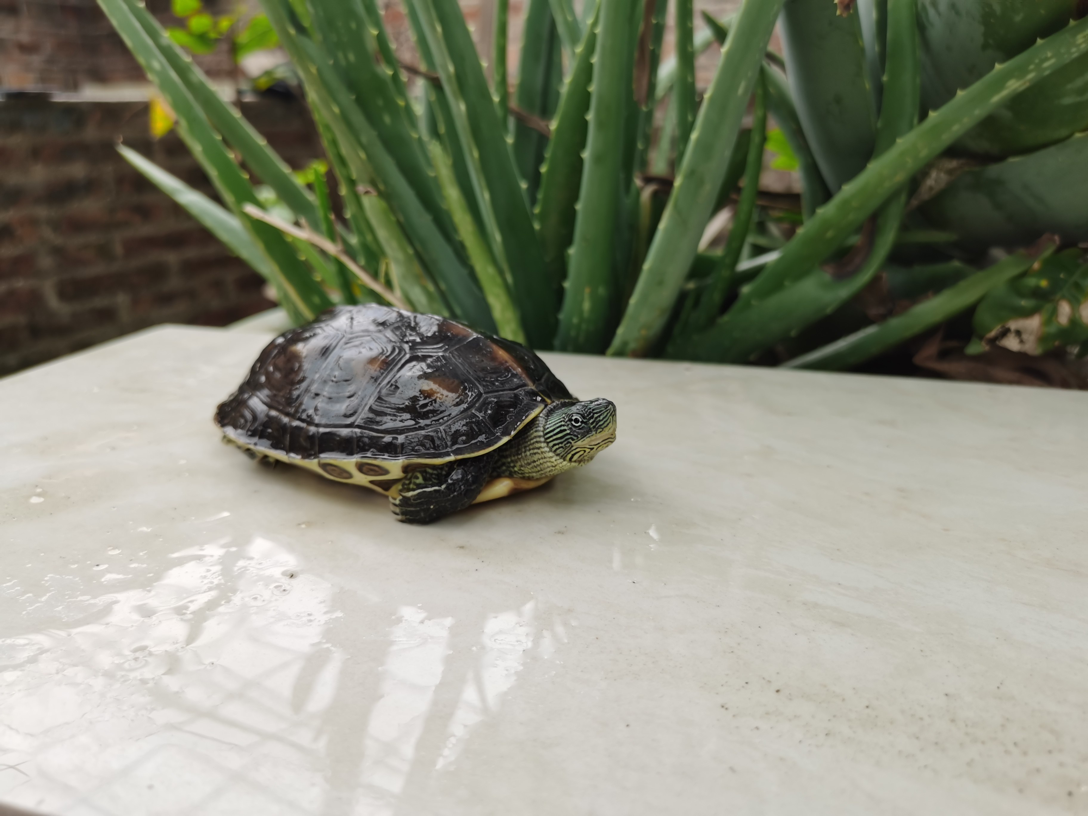 中华花龟小乌龟观赏宠物龟苗苗水珍珠深水台湾龟