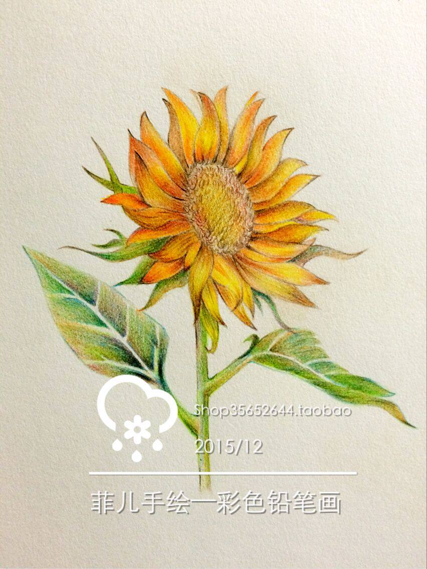 彩色手绘装饰画铅笔向日葵老师教师节礼品diy包邮送手绘真人漫画