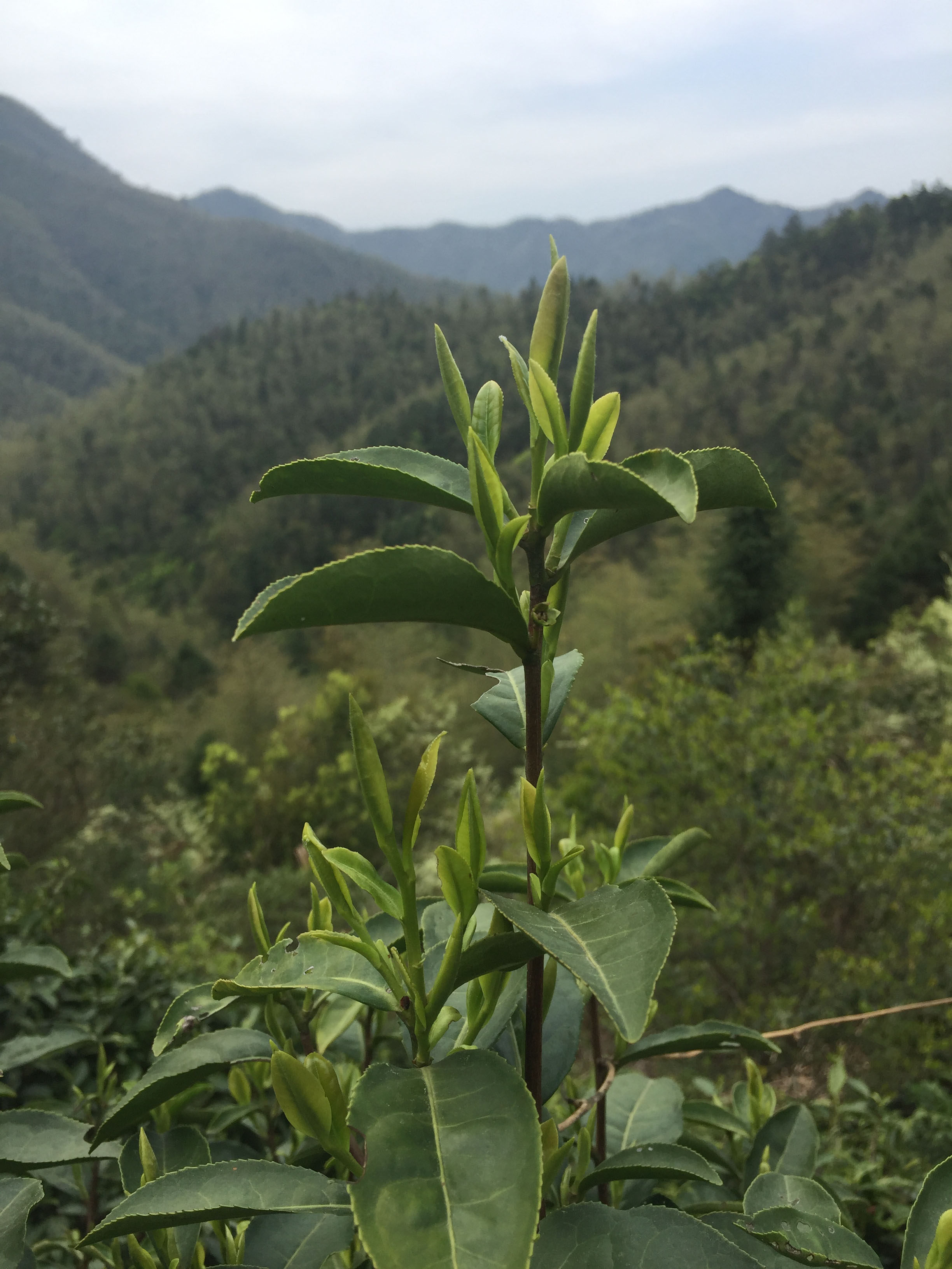 2020明前婺源茗茶特级高山云雾仙枝绿茶毛尖其它绿茶