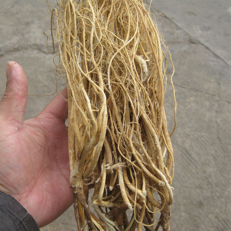 汤料包邮广东梅州客家野生新鲜石参根虎尾轮煲其他药食同源食品