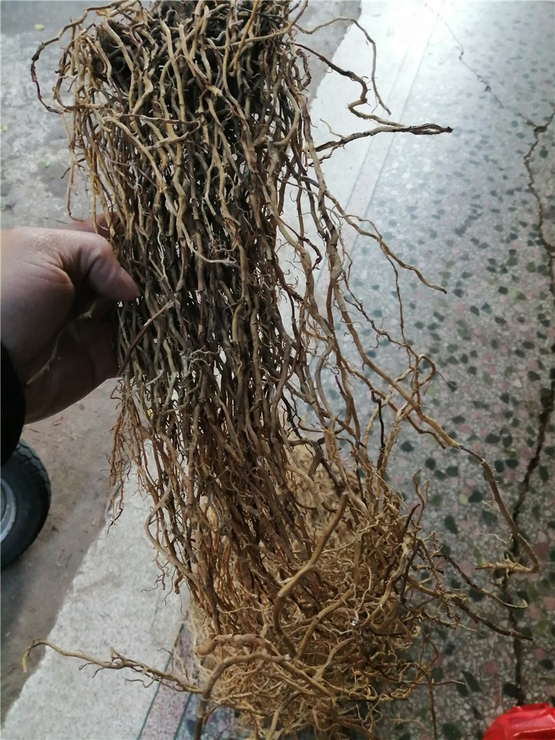 牛尾客家家竹春根菜根500克马尾伸根鲤鱼大伸其他药食同源食品