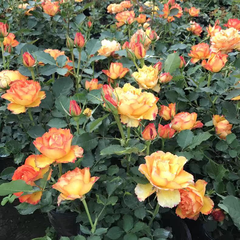 丹麦玫瑰花期植物花卉四季盆栽花苗花卉