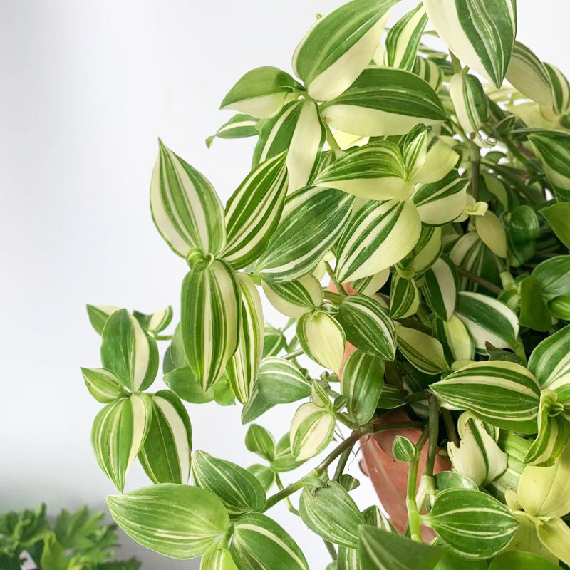 青白白玉花叶婚纱吊兰油画婚礼鸭跖室内阳台绿植