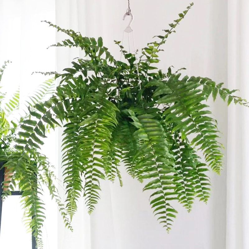大型观赏悬挂垂吊绿植长叶肾蕨霸王威武盆栽绿植