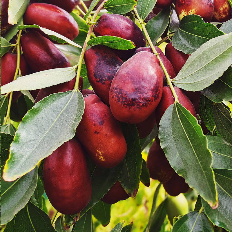 宁夏银川特产鲜枣灵武长枣红枣新鲜脆枣现摘枣