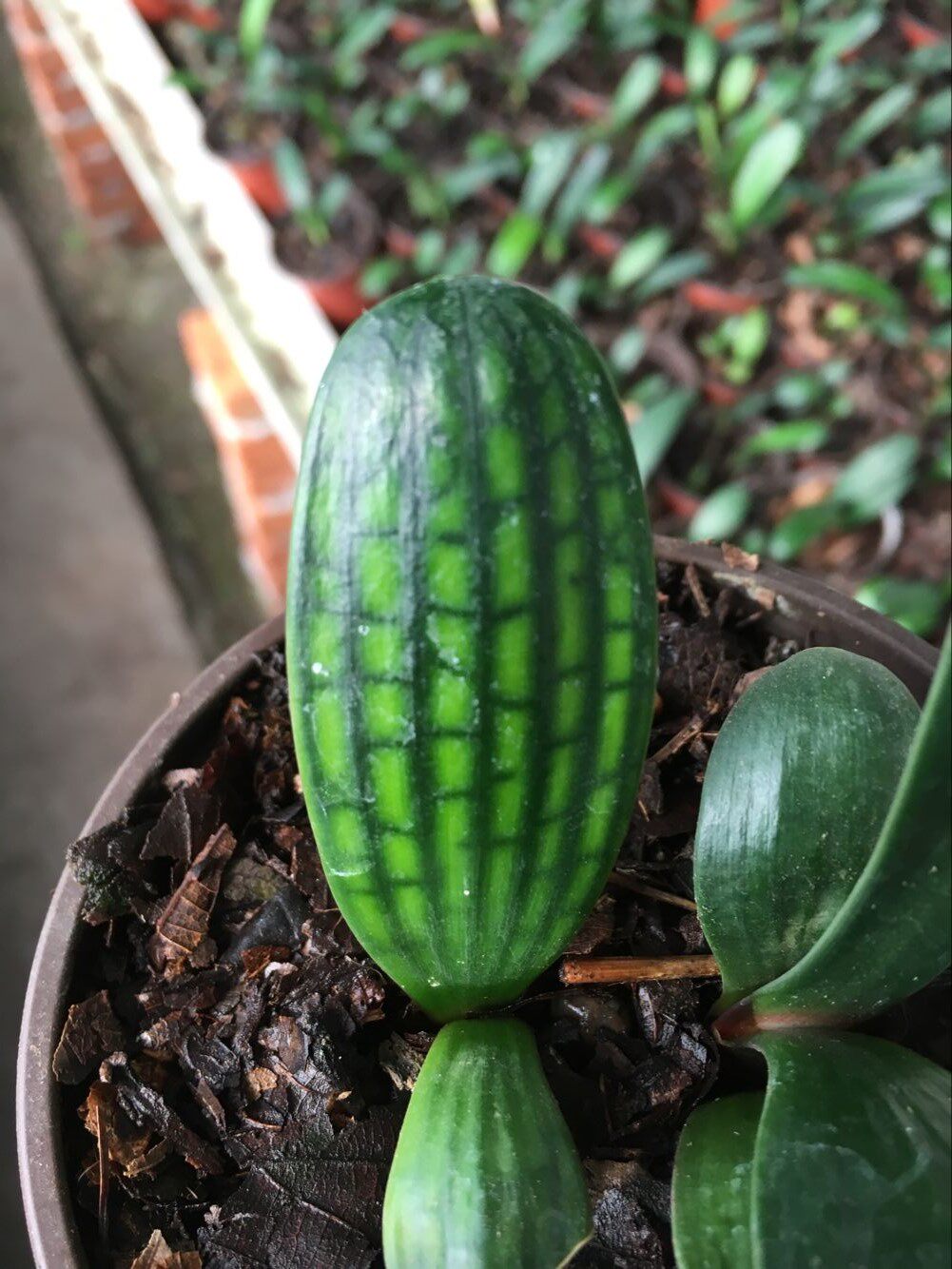 长春精品君子兰元宝蜡膜花脸阳台绿植盆栽防辐射绿植