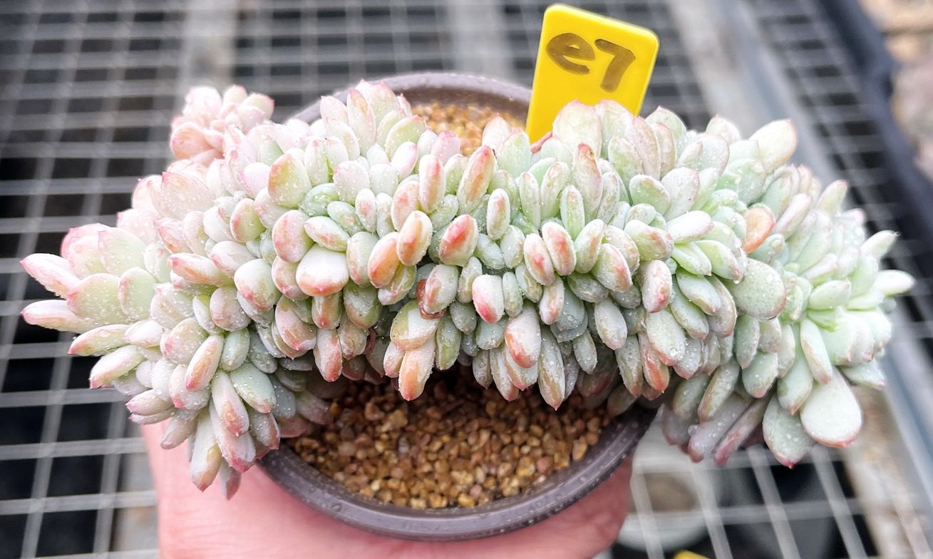 多肉植物玛瑙缀化厘米有根一物一拍四季肉肉多肉植物