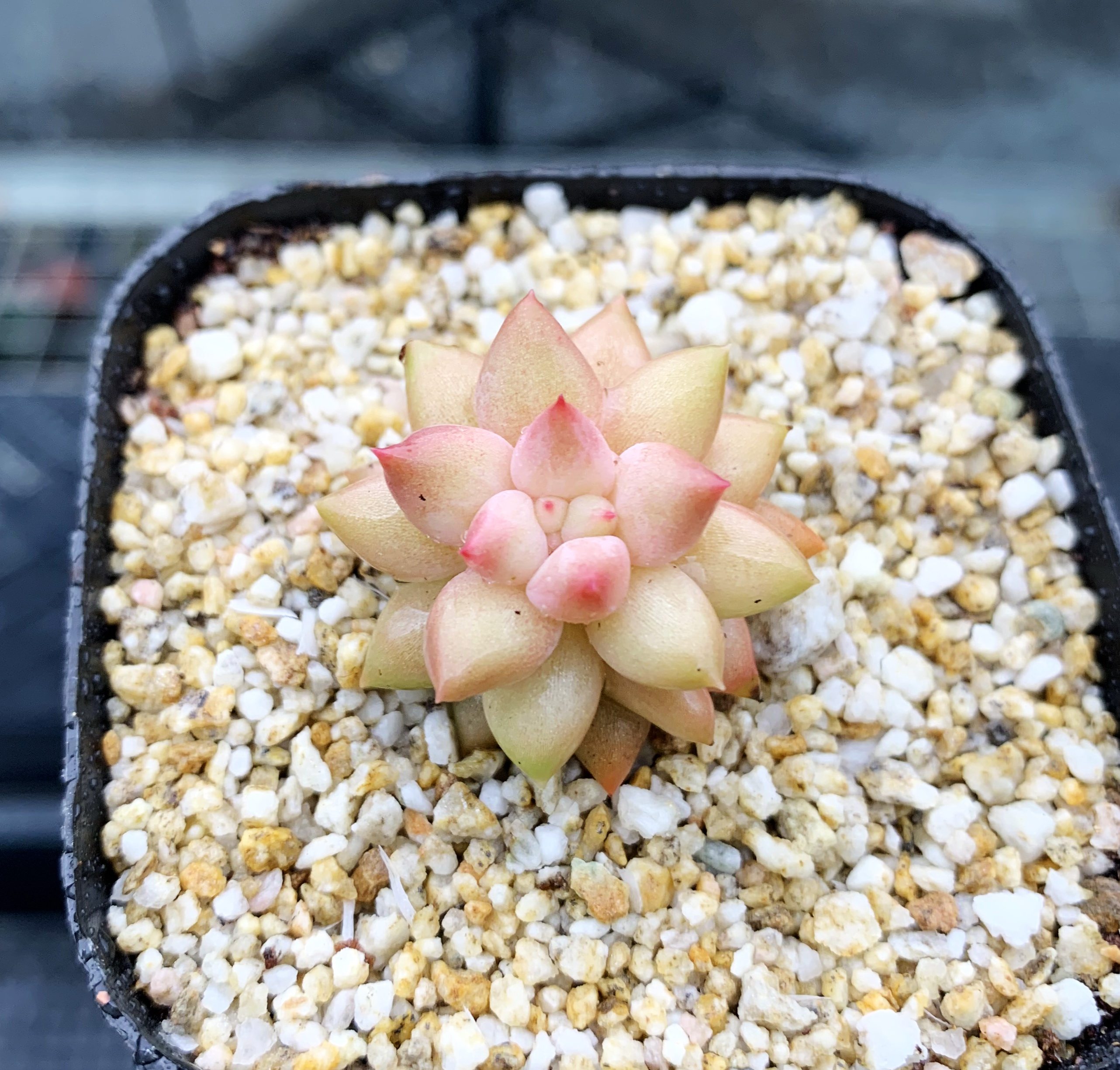 多肉植物可爱多红蜻蜓6cm有根一物一拍多肉植物