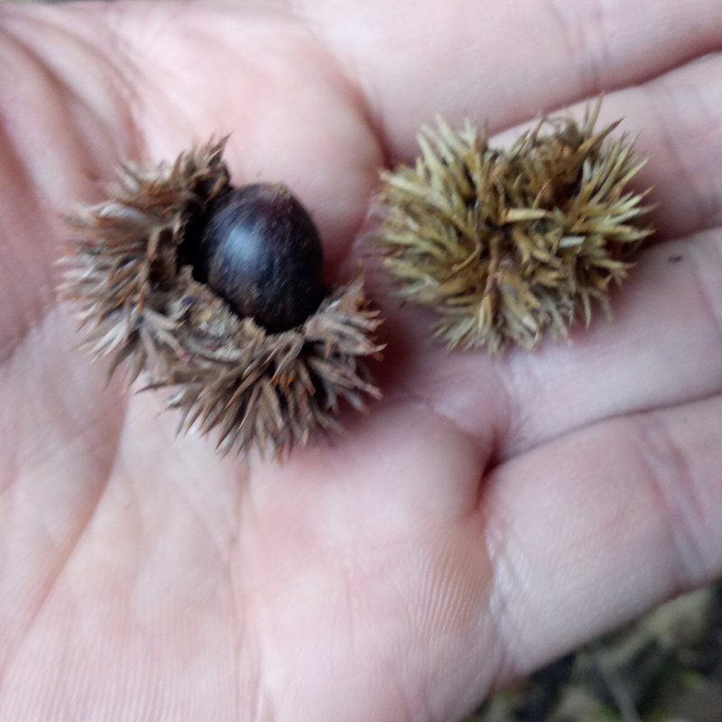 2021江西农家野生新鲜摘板野生小米锥尖栗子米园圆子现货500g