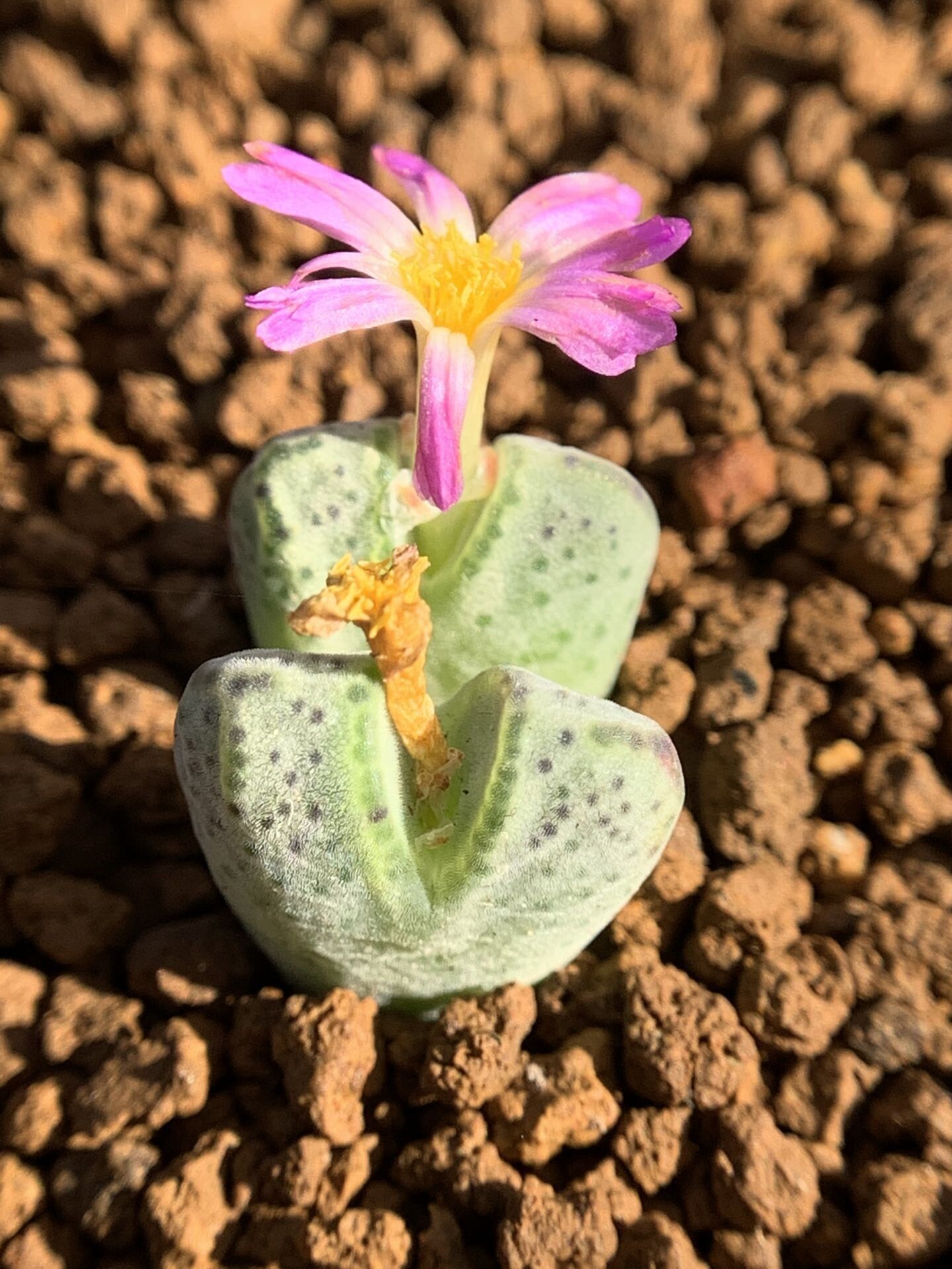 多肉植物星空花园番杏科原始斑马cmarginatum一物一拍多肉植物