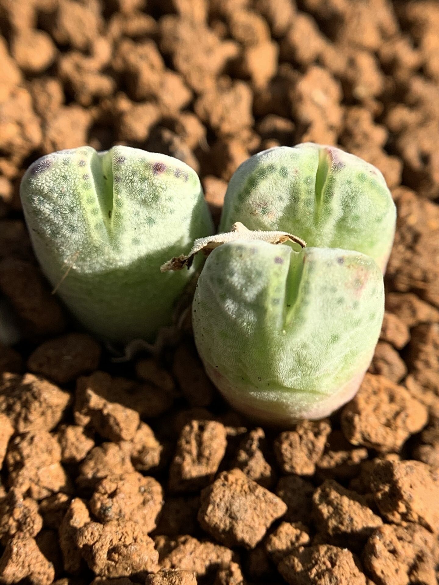 多肉植物星空花园番杏科原始斑马cmarginatum一物一拍多肉植物