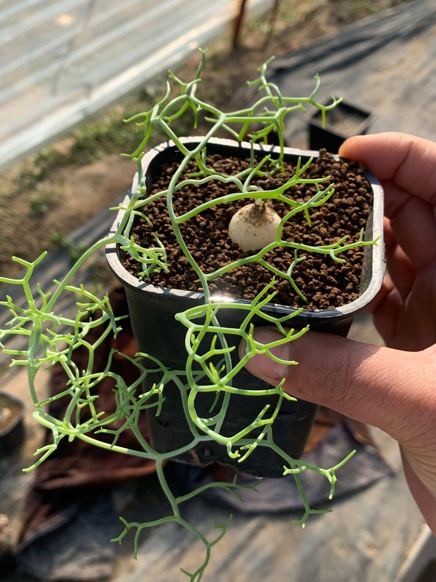 多肉星空花园植物球根苍角超美一物一拍多肉植物