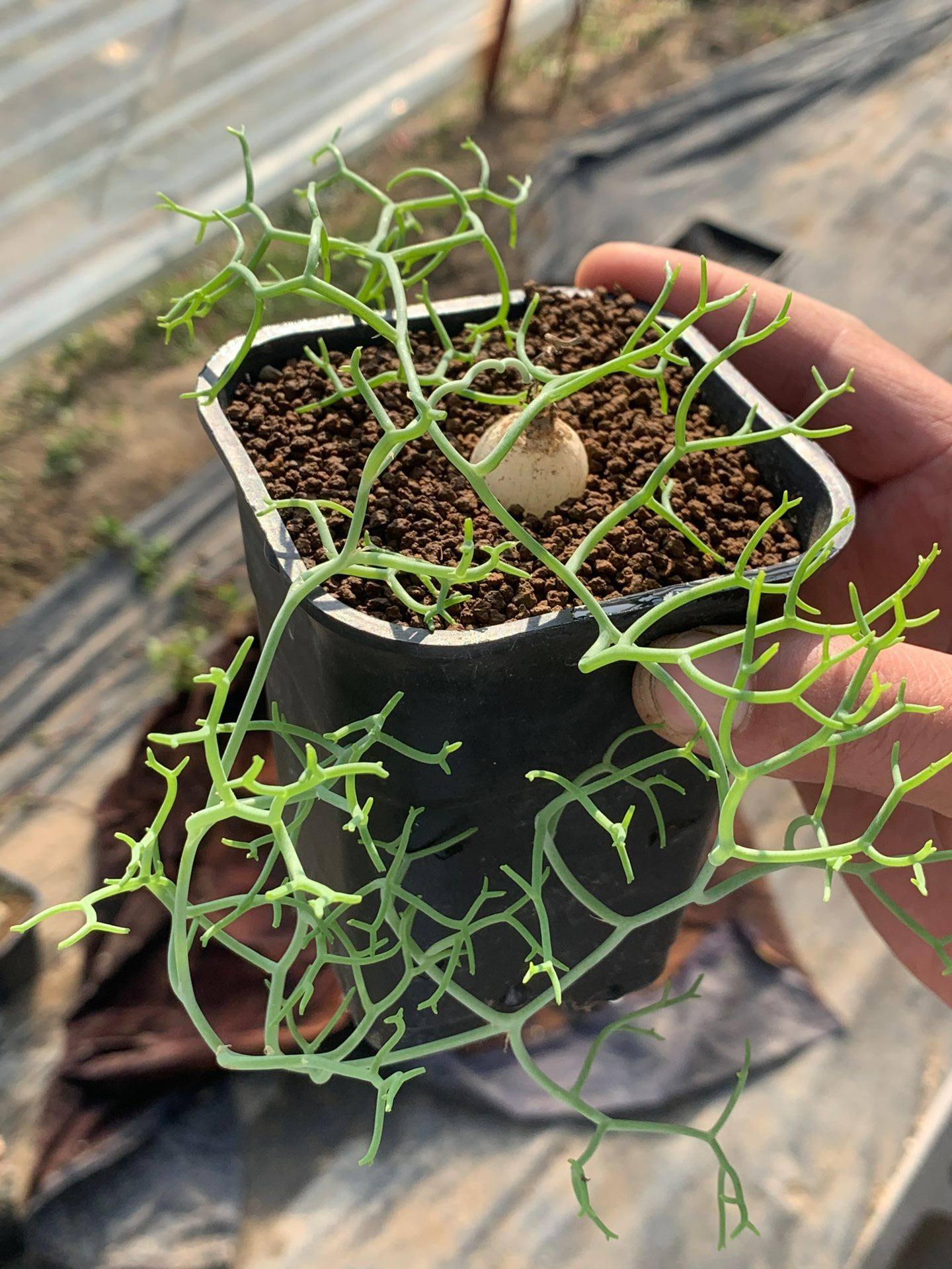 多肉星空花园植物球根苍角超美一物一拍多肉植物