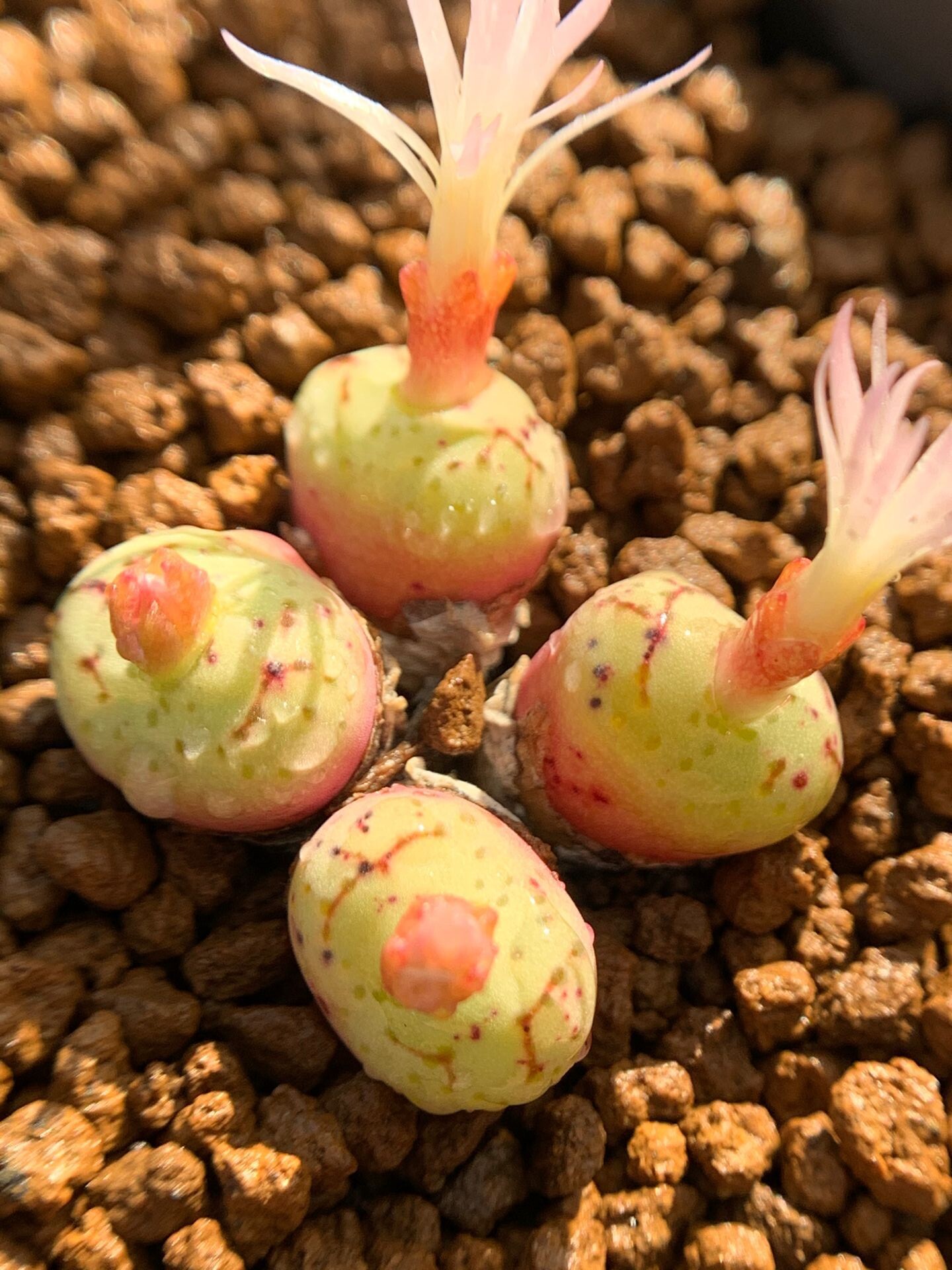 多肉星空花园植物番杏科精品安贞母本超美一物多肉植物