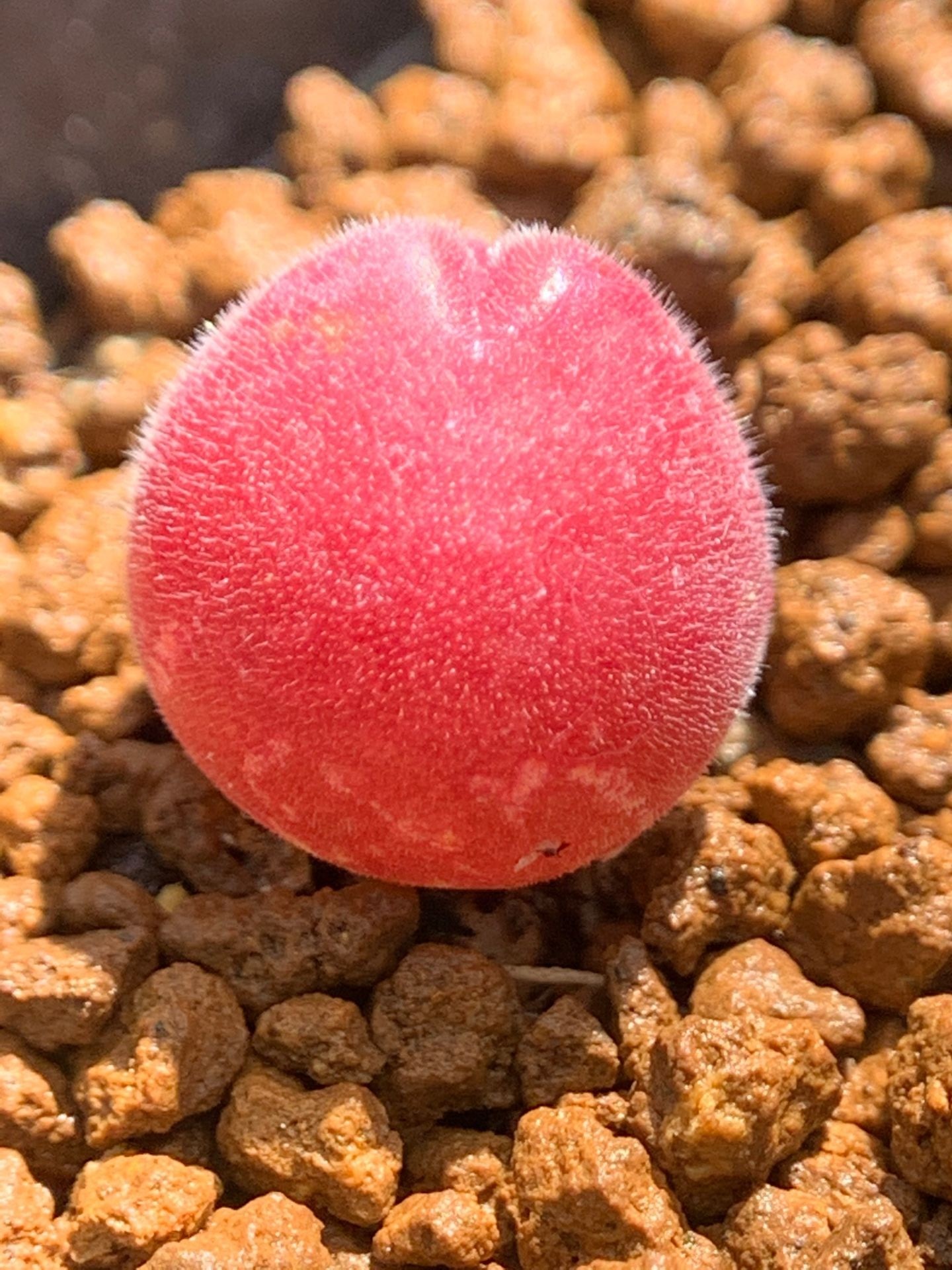 多肉星空花园植物番杏科长毛毛毛翠滴超美一物多肉植物