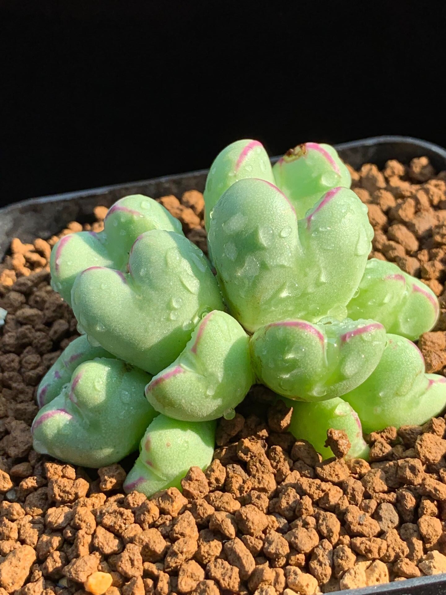 多肉星空花园植物番杏科原产地心形肉锥群生超美多肉植物