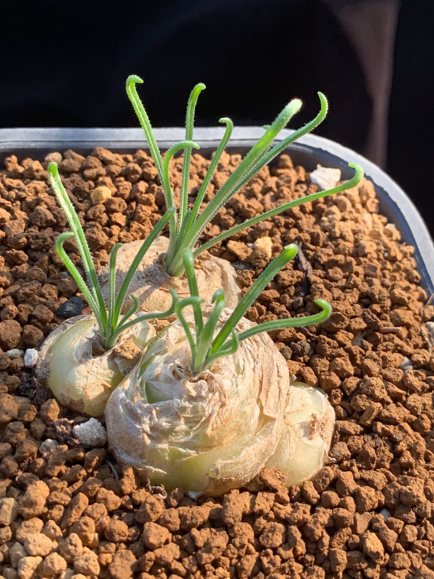 多肉超美星空花园植物球根弹簧毛弹一物一拍多肉植物