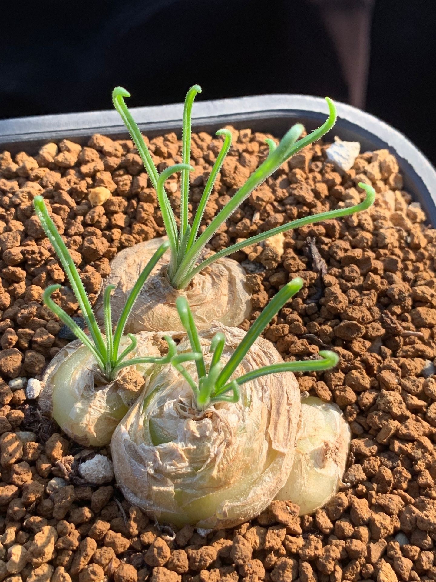 多肉超美星空花园植物球根弹簧毛弹一物一拍多肉植物