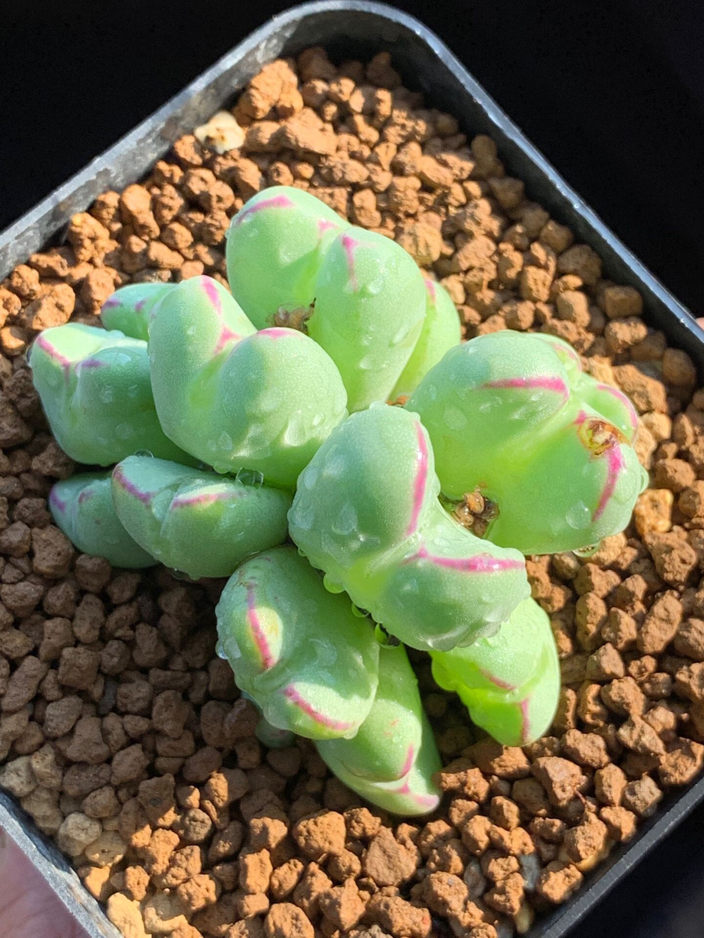 多肉星空花园植物番杏科原产地心形肉锥群生超美多肉植物