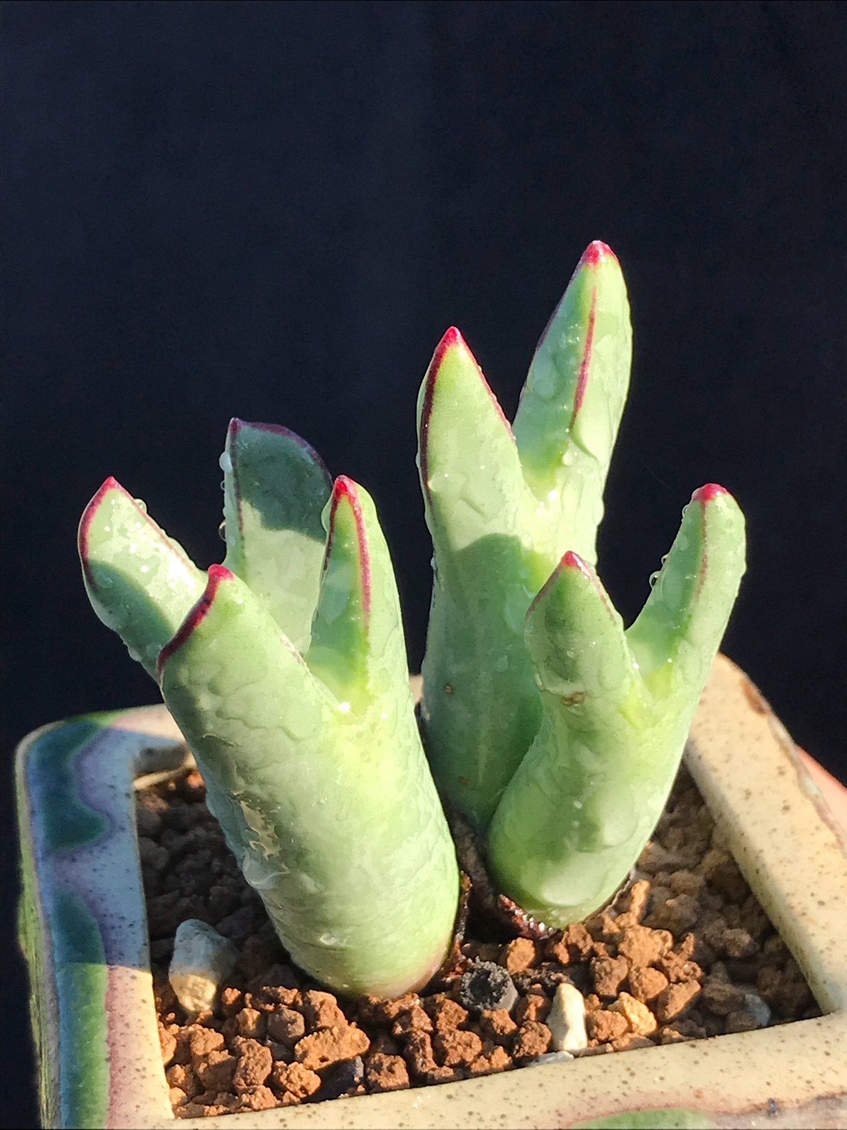 多肉星空花园植物番杏科肉锥大枪群生超美一物多肉植物