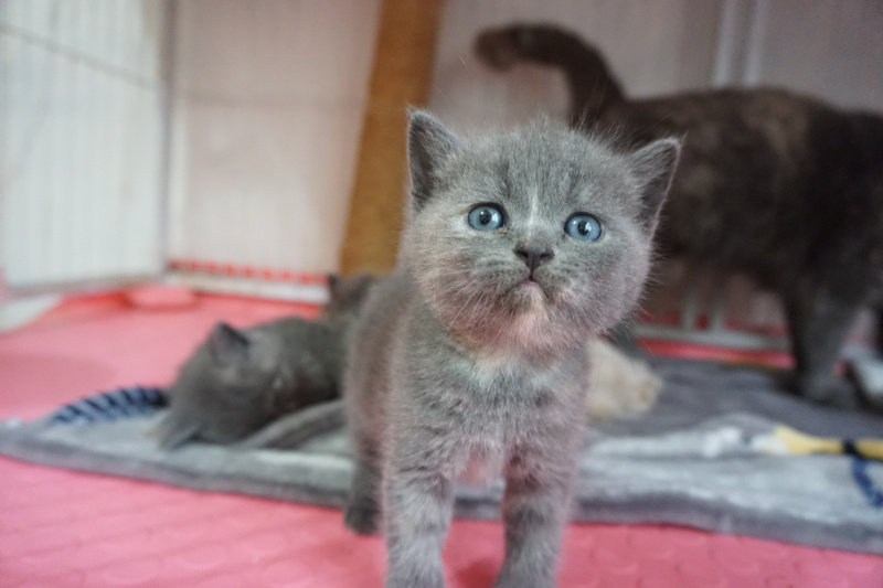 小猫幼猫纯种蓝猫英短蓝乳英国短毛猫咪活物猫咪