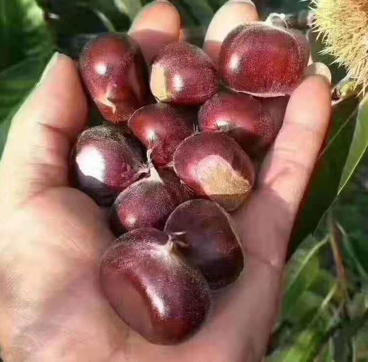 正宗迁西板栗新鲜紫玉野生农家大粒3斤5斤即食板栗