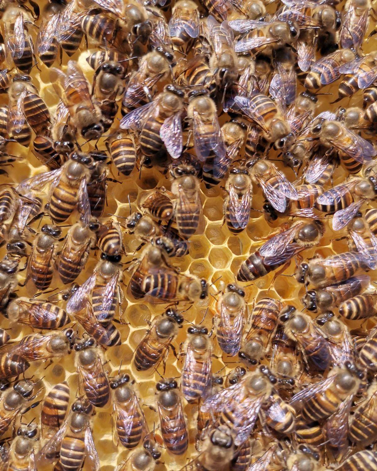 蜜蜂王中蜂蜂王阿坝王双色王红环王新开产王笼蜂蜜蜂群中蜂蜂群