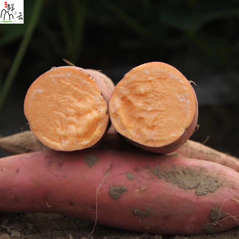 烟薯25山东番薯小蜜薯糖现挖新鲜糖心蜜红薯烤蜜薯地瓜5斤软糯