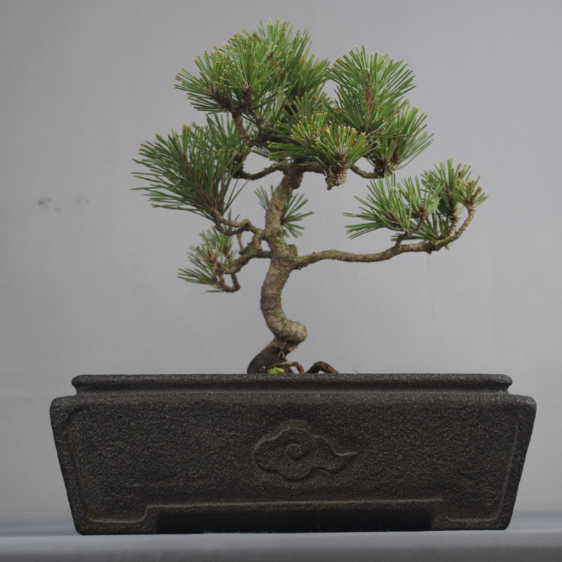 斗盆花盆四方盆老桩盆景石头微型鱼缸复古雕刻花盆