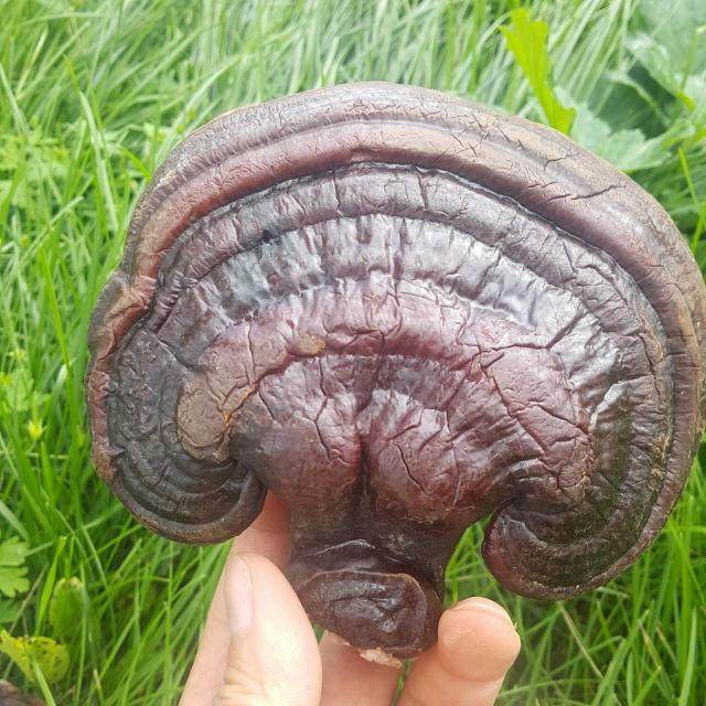 灵芝东北特产大兴安岭半野野生整枝泡酒料紫500克整枝灵芝