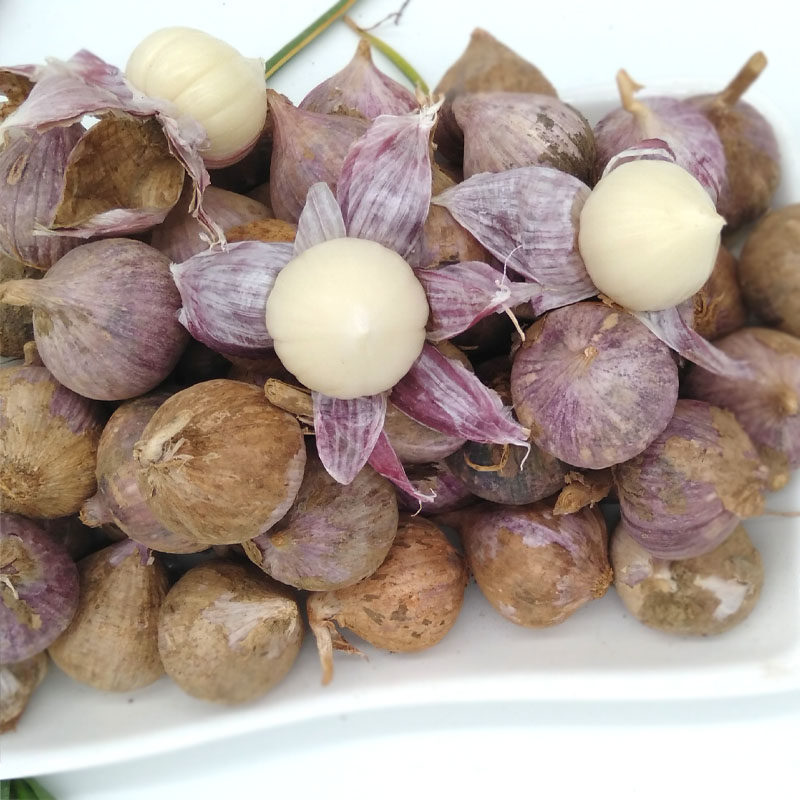 独算新鲜独蒜头珍珠蒜紫皮独蒜鲜蒜湿蒜小独蒜云南独头蒜现挖香蒜