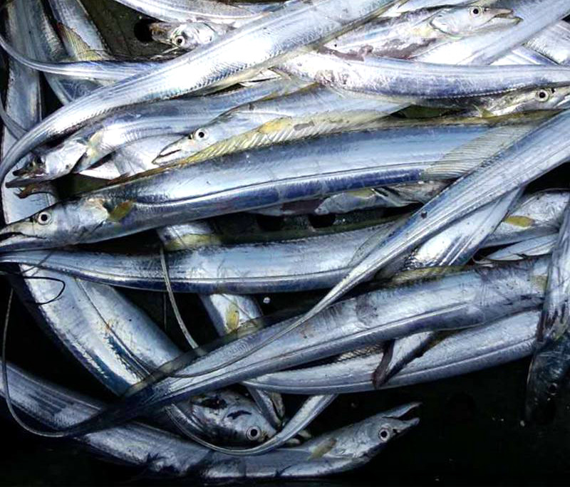 6-8两黄海小眼带鱼4.5斤包邮新鲜冷冻海鲜水产带鱼