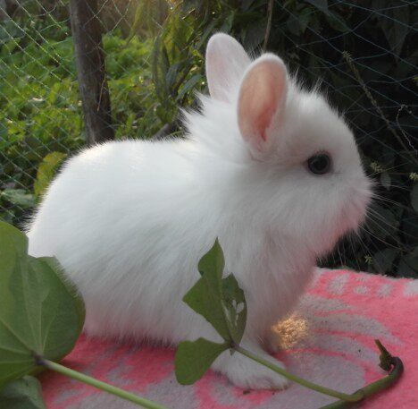 纯白侏儒兔 活泼乖巧的荷兰兔宝贝 疫苗已打的健康宝贝呢!