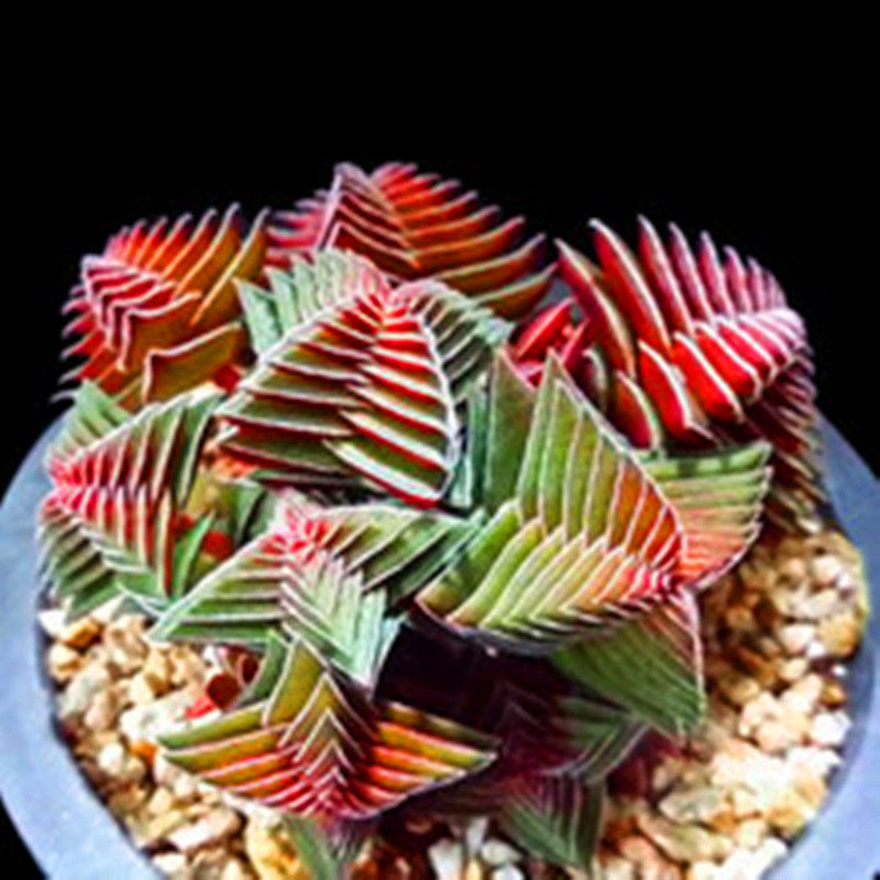 茜之塔多肉植物绿植老桩巨型稀有品种小贵货盆栽花卉办公室防辐射