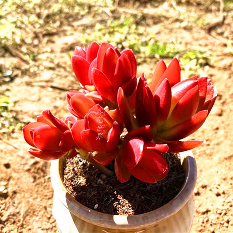 多肉迷你玫瑰火祭小老桩植物稀有品种罕见红色多肉植物